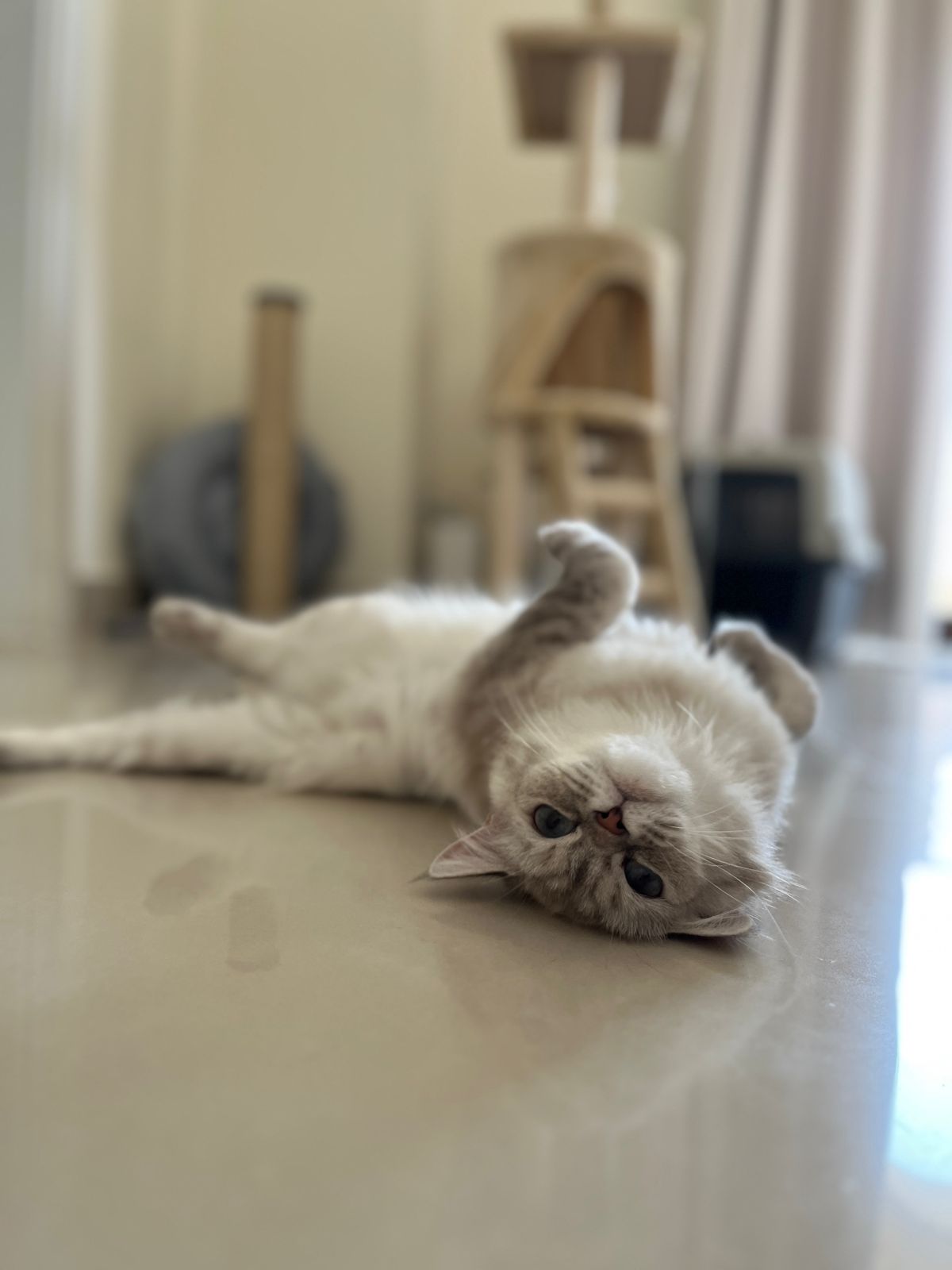 Coco - ADOPTIERT WhatsApp Image 2023 07 08 at 10.31.25