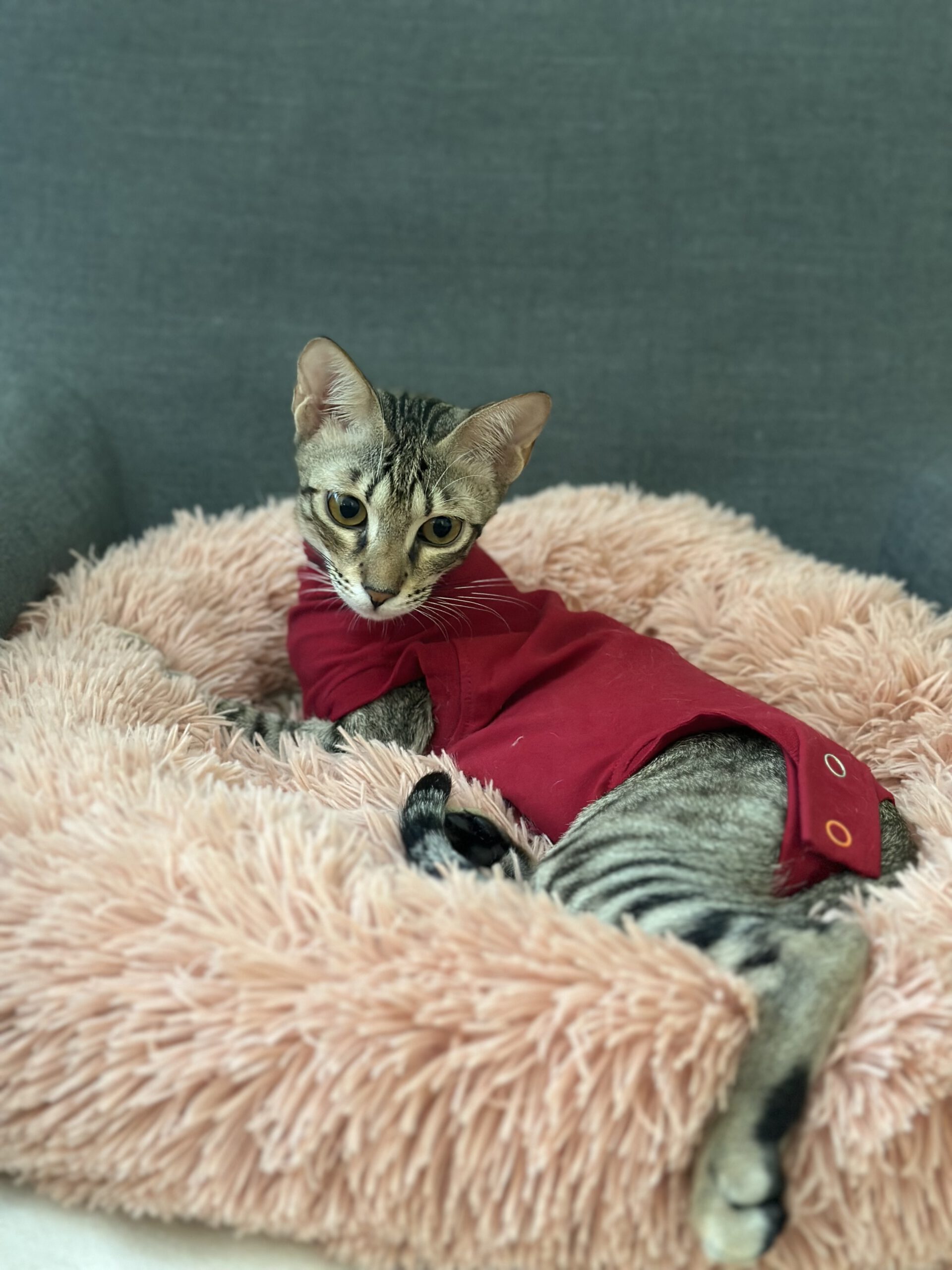 Gracie - ADOPTIERT IMG