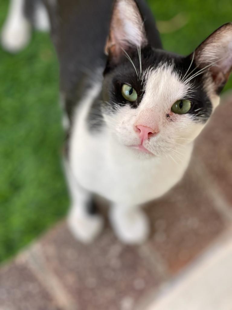 Oreo - ADOPTIERT PHOTO 2023 09 06 06 34 06 (6)