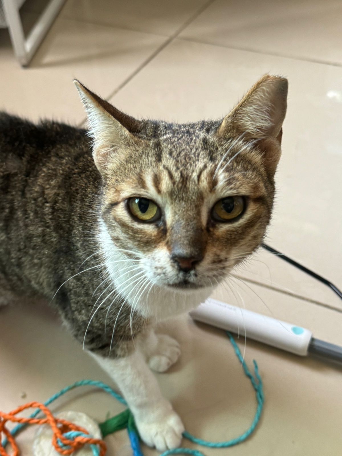 Cleo - FIV positiv - ADOPTIERT WhatsApp Image 2024 03 15 at 09.26.19