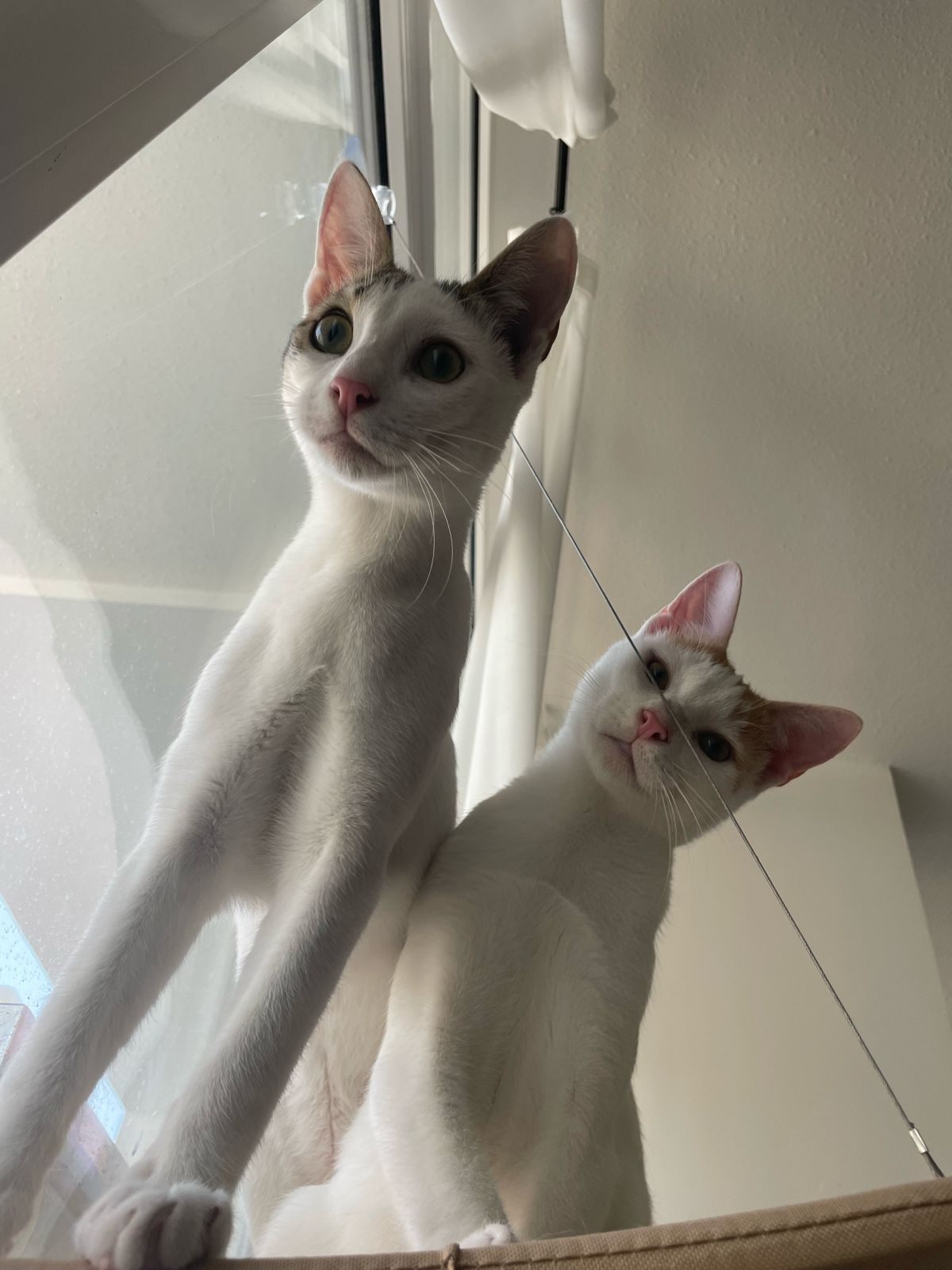 Pinky und Bunny - ADOPTIERT WhatsApp Image 2024 04 10 at 18.18.50