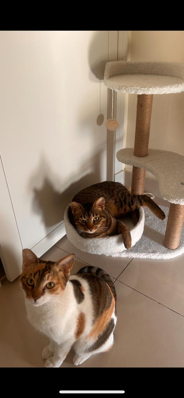 Bondi und Indy - in BAYERN - ADOPTIERT WhatsApp Image 2024 06 02 at 20.24.32