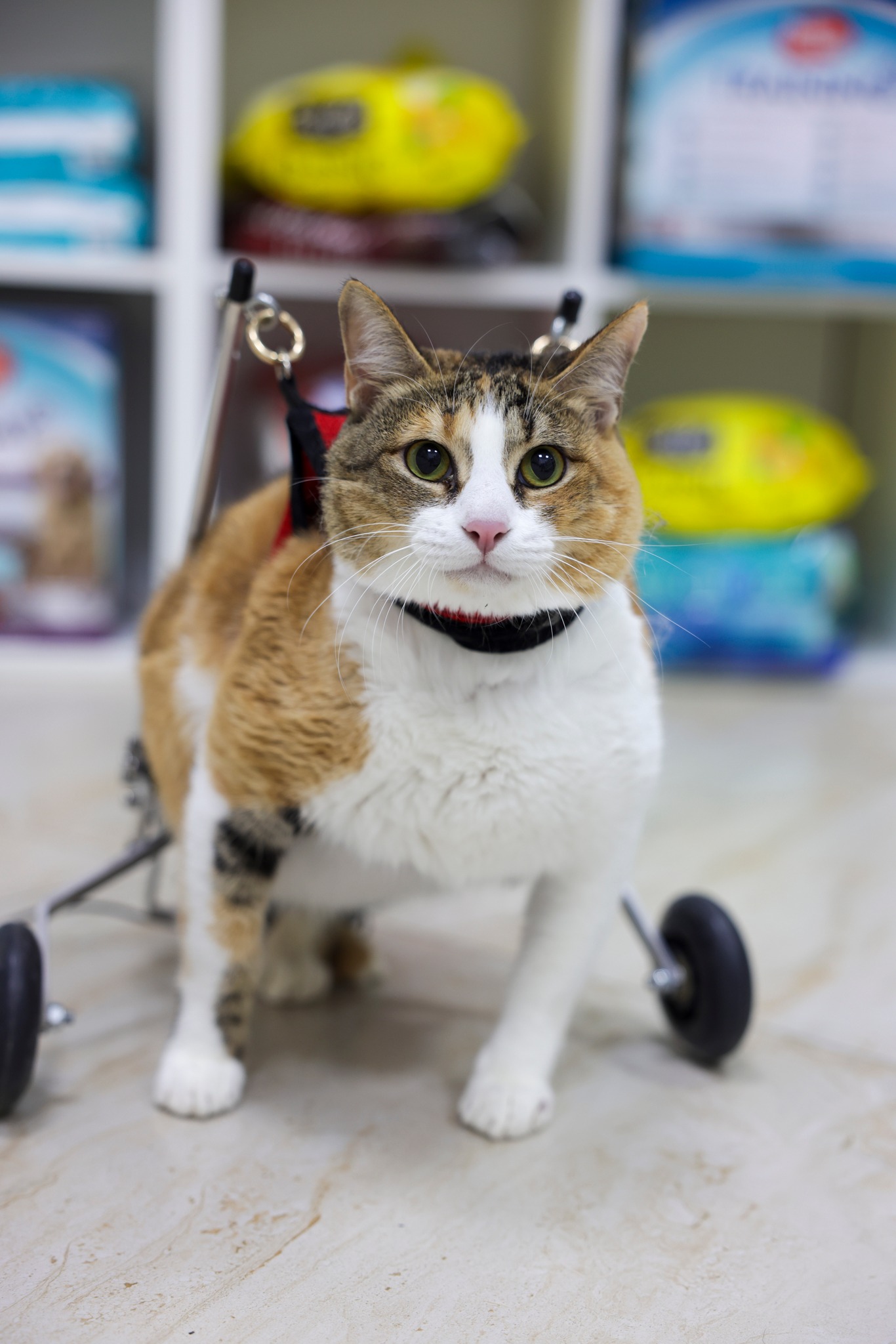 🌟 Sasha – Ein tapferes Mädchen auf der Suche nach einem liebevollen Zuhause! 🌟- GEHBEHINDERT - ADOPTIERT 484547691 696284102924682 8410127737313450135 n