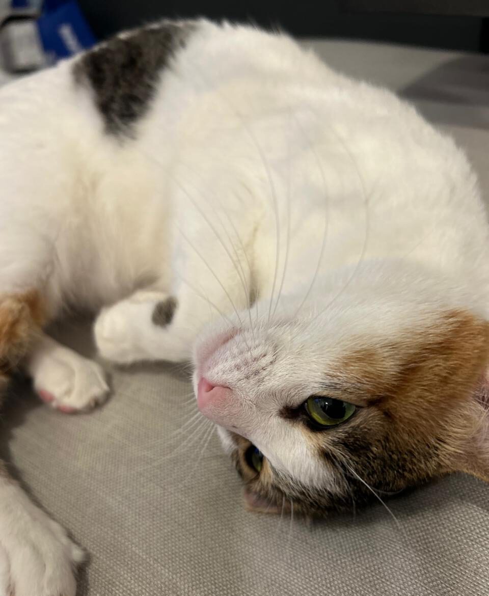 499782080 747716354448123 682181594069850408 n