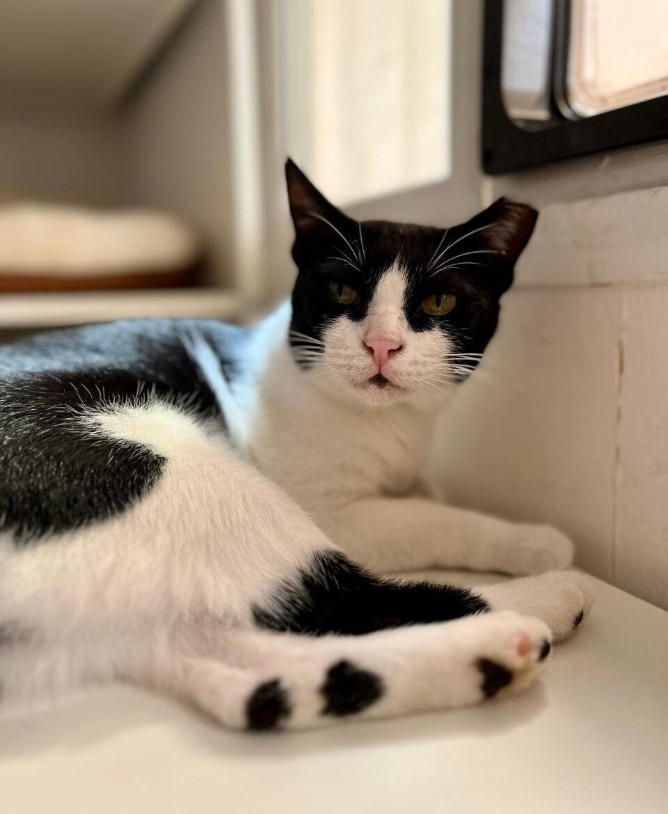 🖤 Nandi – Die elegante Einzelprinzessin mit ganz großem Herz 🤍 - FIV positiv WhatsApp Image 2024 10 22 at 12.06.21