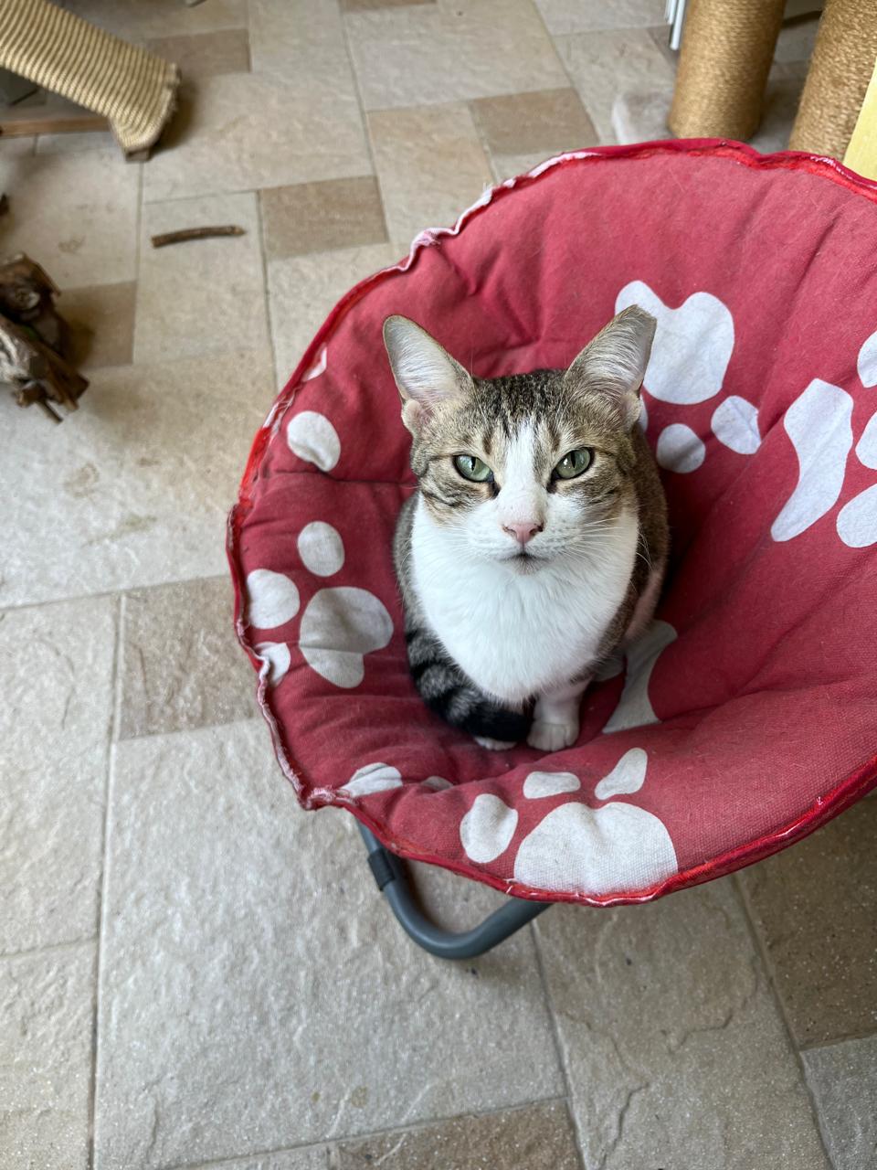 🐾 Sausage – Zarte Katzenseele mit großem Herz💕 - RESERVIERT WhatsApp Image 2025 01 08 at 11.06.37