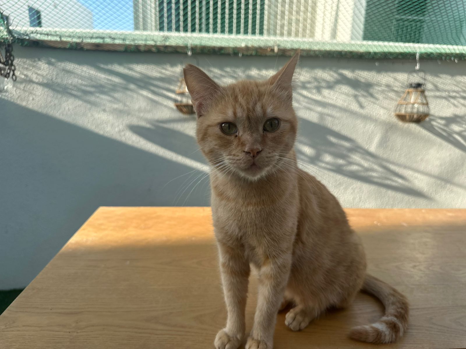 🧡 Rambo – Der charmante Abenteurer mit Herz und Charakter! 🐾 - ADOPTIERT WhatsApp Image 2025 01 24 at 16.11.23