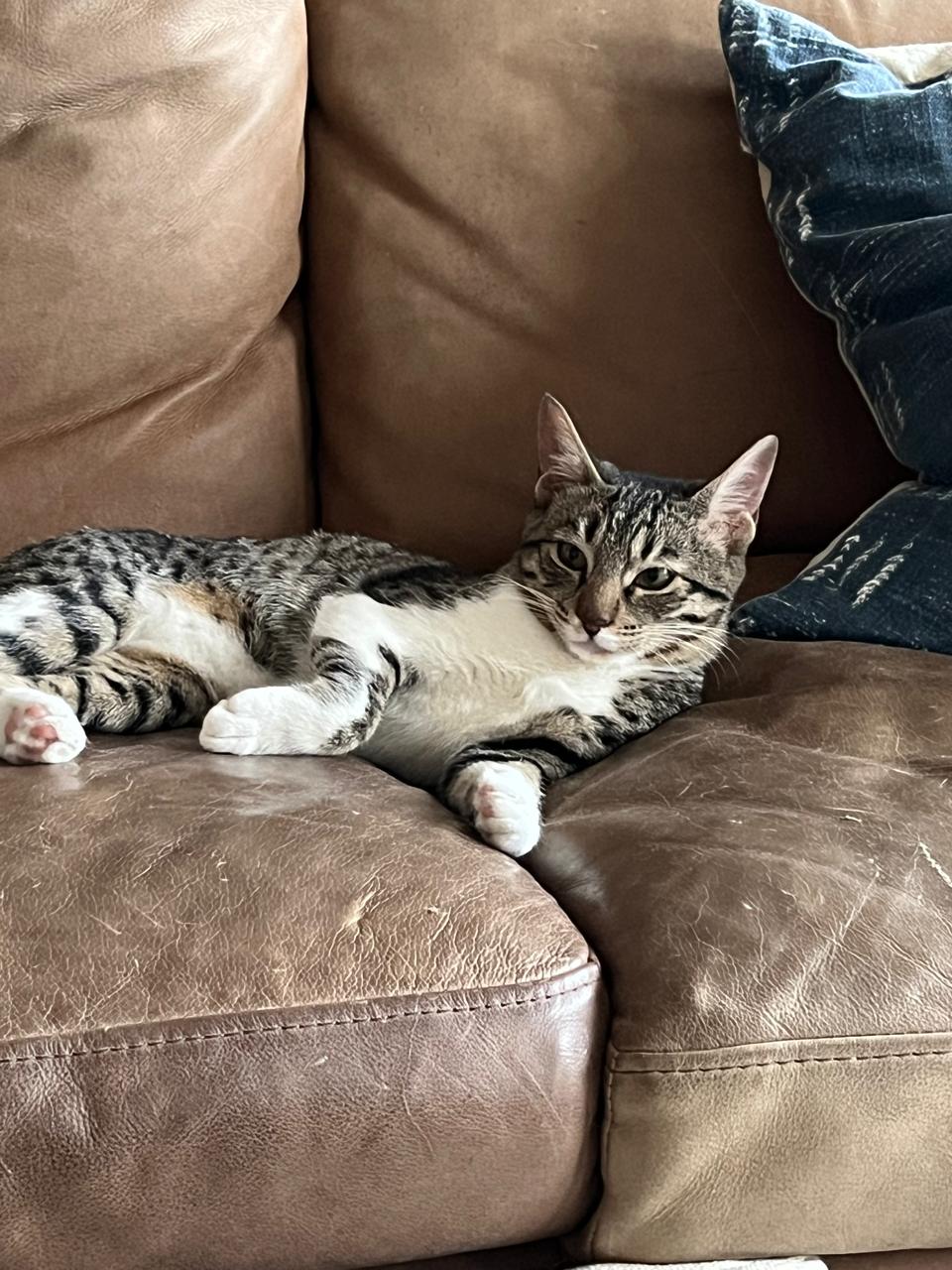🎉 Piper – Das freche, verspielte Katzenmädchen mit Charme! 🐾 - ADOPTIERT WhatsApp Image 2025 03 13 at 20.06.51 (1)