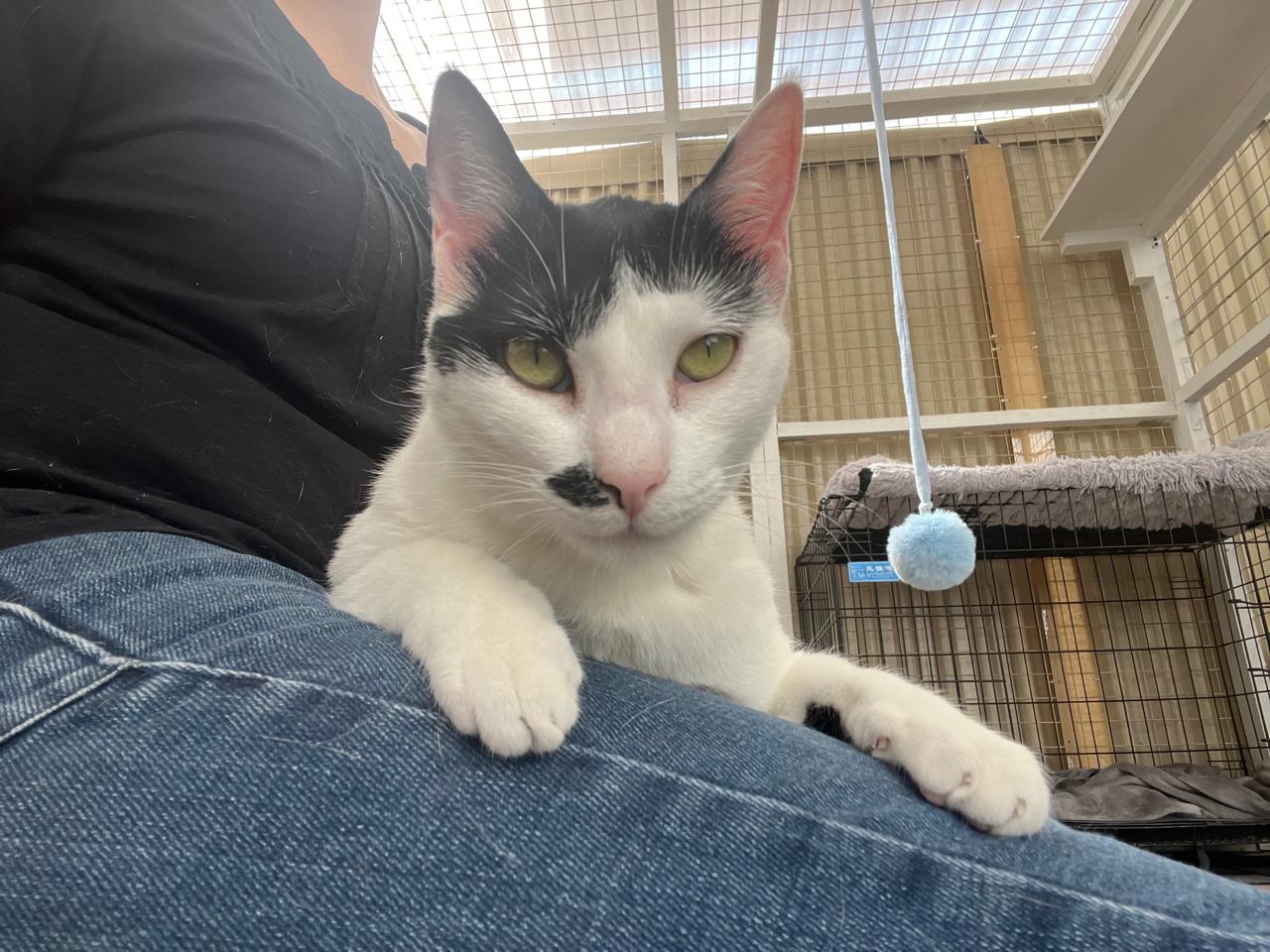 🖤🤍 Roxy – Die schwarz-weiße Schönheit mit dem gewissen Etwas 💋 - ADOPTIERT WhatsApp Image 2025 03 13 at 20.09.16