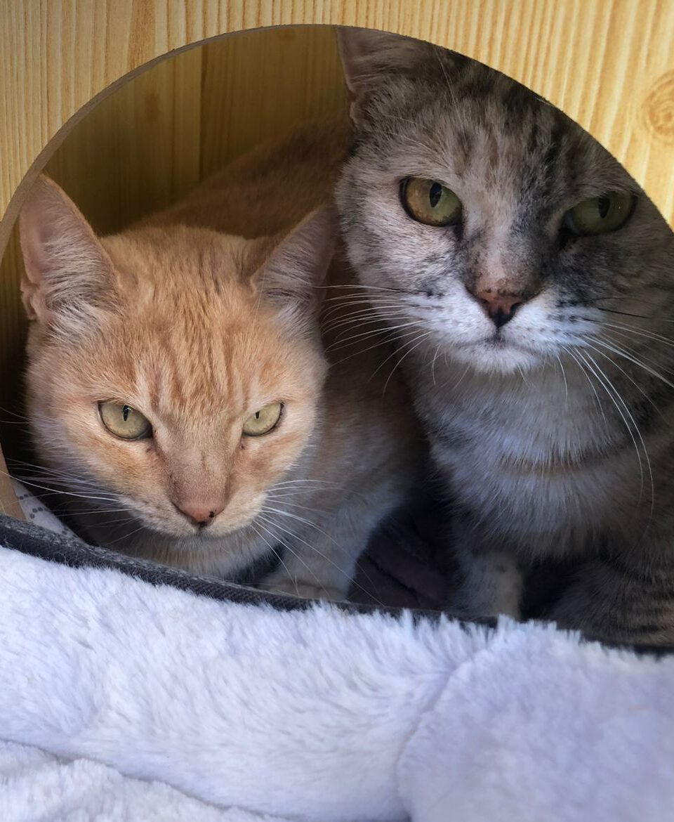 WhatsApp Image 2025 09 20 at 12.50.57 cc6e6a4a