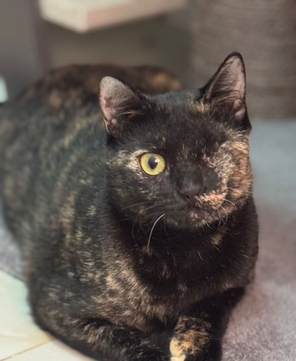 524220833 795308403022251 5855647951073145787 n