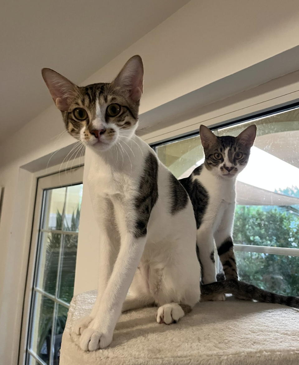 Bildschirmfoto 2025 10 18 um 11.38.06