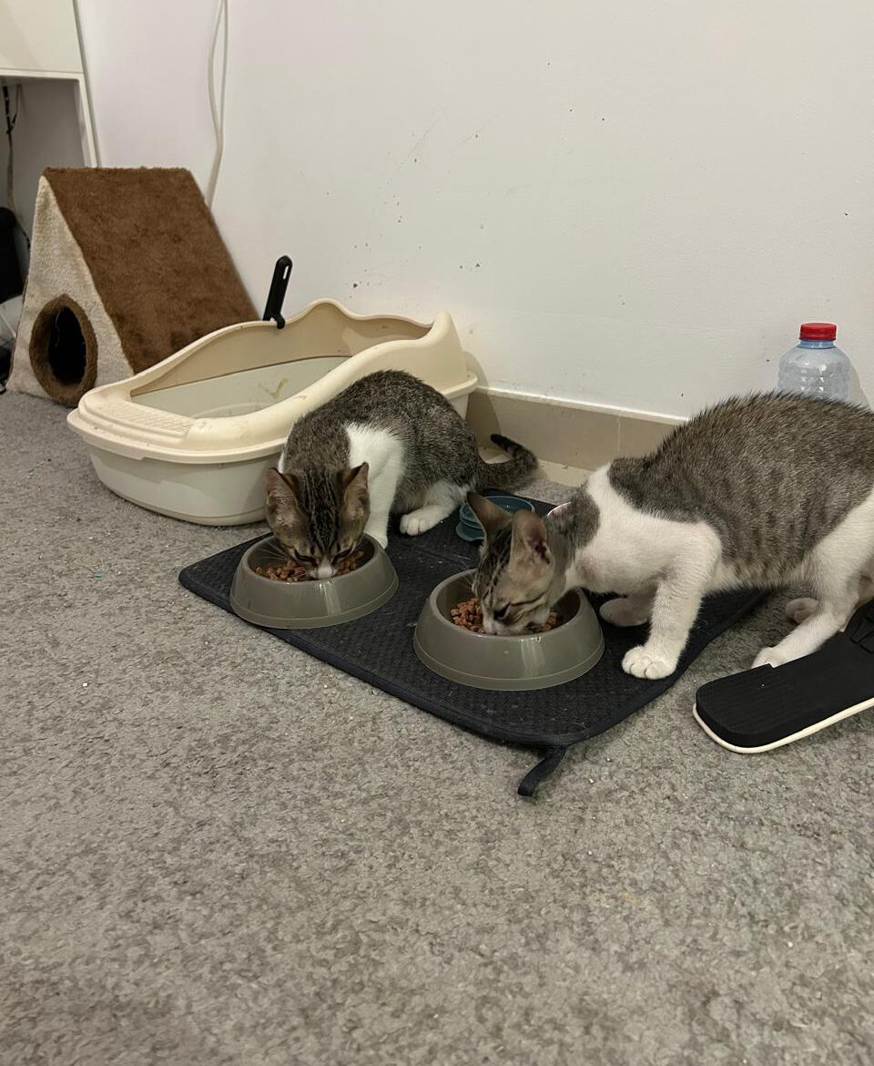 558650375 857631800123244 4540873674096830766 n