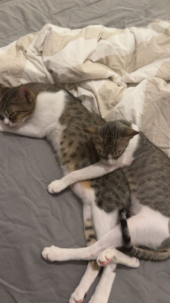 560316664 857631886789902 73467741426955248 n