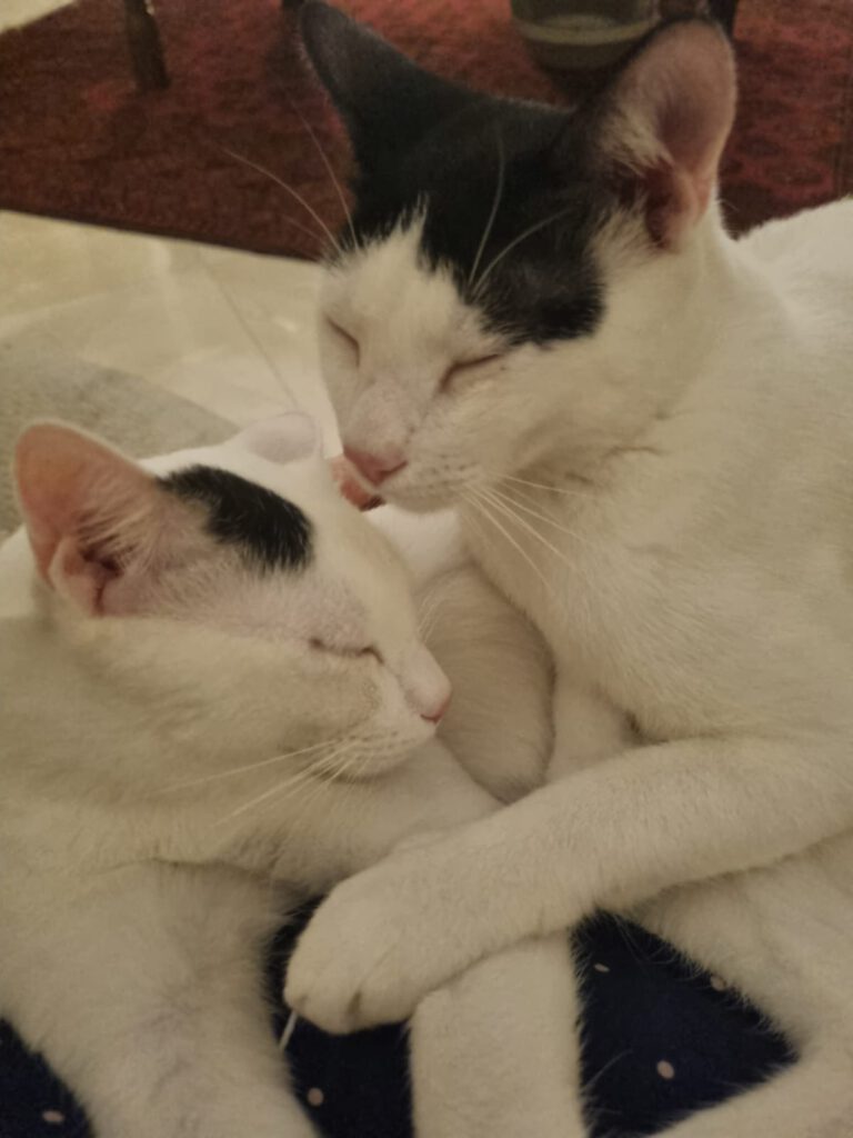 561080148 863577389528685 7970380860058864528 n