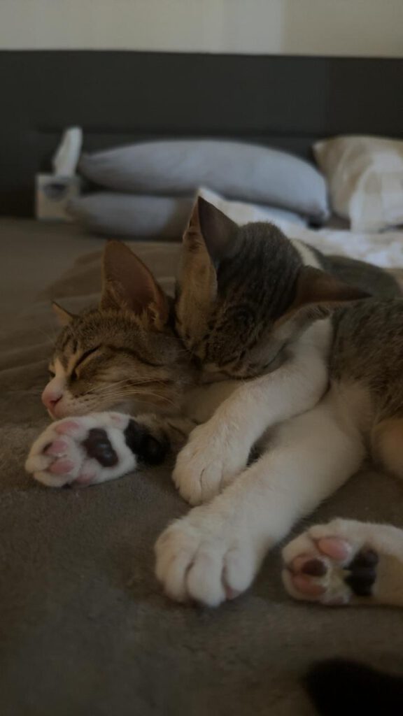 561230294 857631786789912 5758771626935746856 n