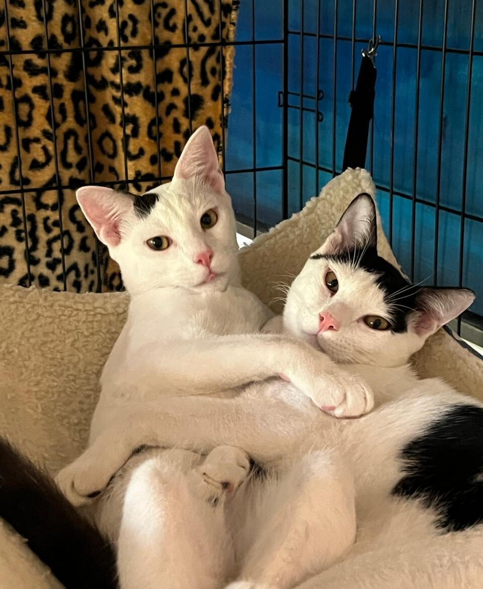 564549061 863577066195384 3789467365859664367 n