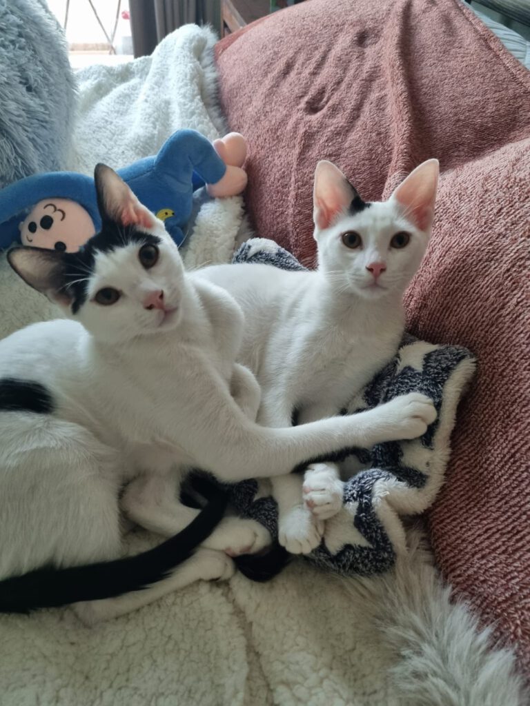 564600407 863577246195366 4118343094176079031 n