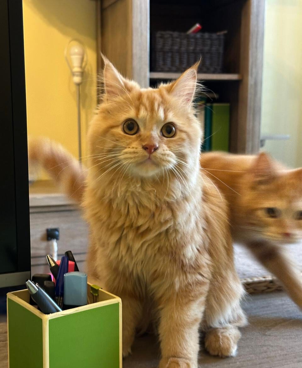 610907590 924636803422743 5812554858084931140 n